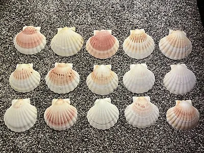 $35 • Buy Lot Of 15 Shells 4.5” Wide Scallop Seashells Cream Color Crafts Or Food Display
