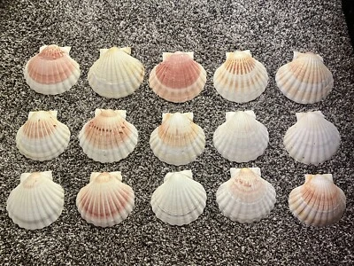 $35 • Buy Lot Of 15 Shells 4.5” Wide Scallop Seashells Cream Color Crafts Or Food Display