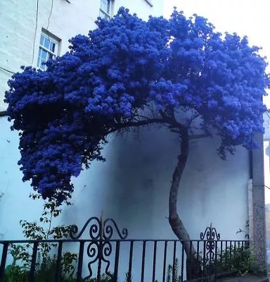 $3.99 • Buy 10 Seeds Blue Japanese Maple Tree SEEDS ARE HULLED FOR FASTER GROWTH