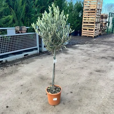 Olive Tree  110-120cm - Hardy Ornamental Potted Patio Olive Tree • £24.95