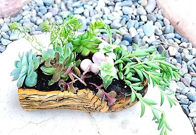 Rustic Succulent Plant Arrangement Desert Ironwood Planter Wood Table Decor  • $60