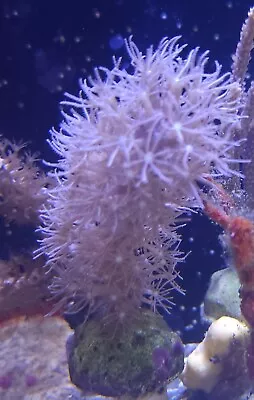 Live Coral Robbie's Corals Corky Sea Finger Gorgonian 1.5 -2  Aquacultured • $29.99