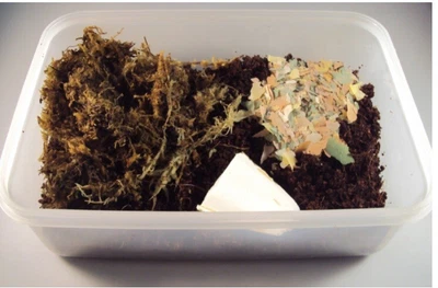£7 • Buy Achatina Immaculata Panthera Starter Kit