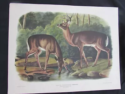 J. J. Audubon - Common Or Virginia Deer Male & Female - J. T. Bowen Print • $19.95