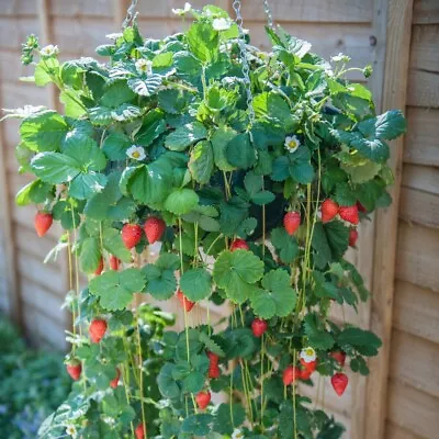 £14.99 • Buy T&M Strawberry Fruit Mount Everest All-Season Variety, 6 Or 12 Bare Root Plants