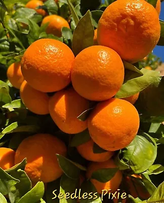 Grafted Semi Dwarf PIXIE Mandarin Citrus Tree 26-30  Citrapot Ship UPS Overnight • $79