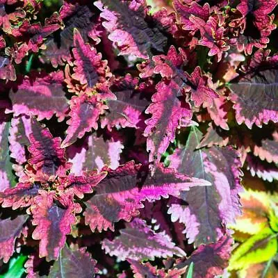 Coleus Black Dragon Seeds • £2.49