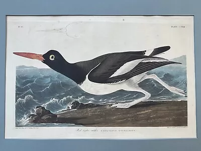 $4250 • Buy ORIGINAL HARVELL AUDUBON AMSTERDAM BIRD PIED OYSTER CATCHER 1834 #223 J. Whatman