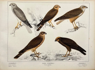 £53.22 • Buy Antique Print - Hen Harrier - Pallid Harrier - Western Marsh Harrier - Akerlund