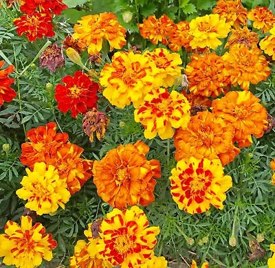 200+ French Marigold - SPARKY MIX - Heirloom - Insect Repellent ---  FRESH • $3.78