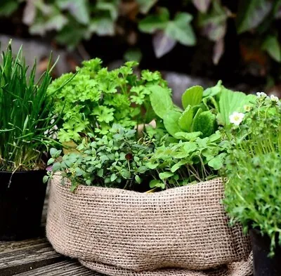 Organic Herb Plug Plants Many Varieties Garden Herbs - End Of April Dispatch • £6.99