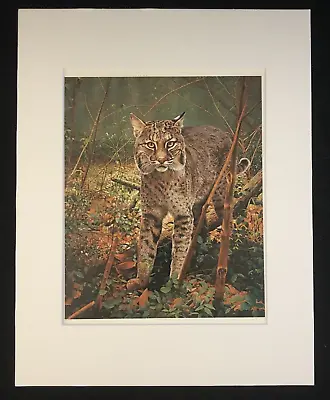 Charles Frace'   FLORIDA BOBCAT  11 X 14 Matted Wildlife Print • $25.99