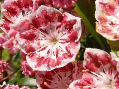 50 MOUNTAIN LAUREL White Pink Red Kalmia Latifolia Shrub Bush Seeds • $3