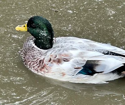 10+Call Duck Hatching Eggs Mini Micro Bantam  NPIP Free Farm • $10