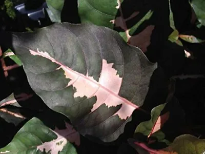  Chocolate Jamaican Croton Tropical Plant Bronze Pink Variegated Leaf • $30.99