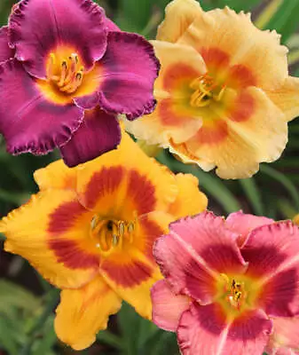 Mixed Eyezone Daylilies - 9 Root Divisions • $48.56