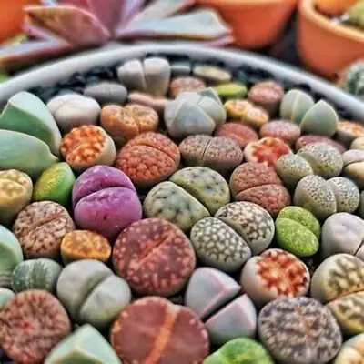 Flower - Cactus - Living Stone - Lithops Mixed - Seeds Succulent Seeds Plant UK • £2.85