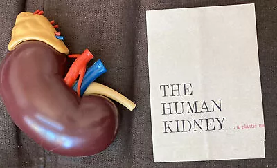 Vintage 1961 Merck & Co Pharmaceuticals Plastic Model Human Kidney Organ • $34.99