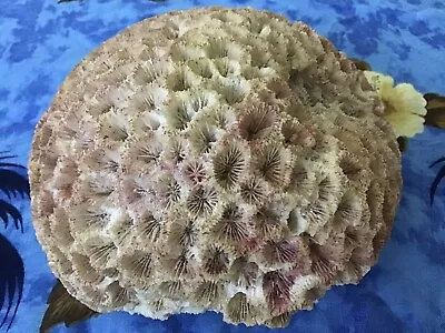 Rare Brain Coral Brown/Pink 5.75” Wide Awesome Specimen Weighs 1.75 Lbs • $65