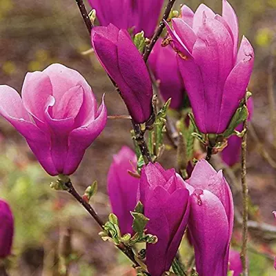 Jane Magnolia Tree - Live Plant/Shrub/Bush - 6-12  Tall Seedling - 2.5  Pot - Sh • $52.05