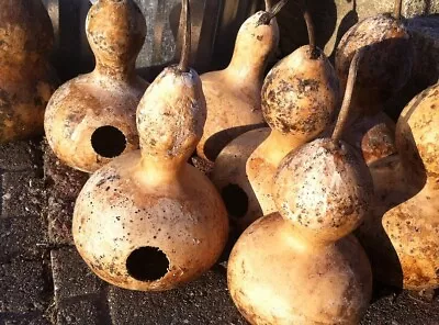 50 Martin Birdhouse Gourd Seeds Heirloom Non-GMO US Seller Free Shipping • $5.69