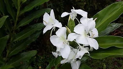 Lot 3/10/20 White Butterfly Ginger Hedychium Coronarium Rhizomes Roots HAWAII • £64.29