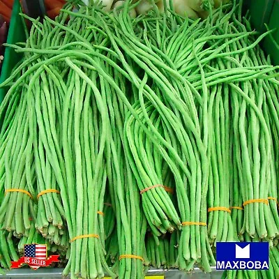 Bean Pole Seeds - Oriental Yard Long Non-GMO / Heirloom / Vegetable Garden Fresh • $3.55