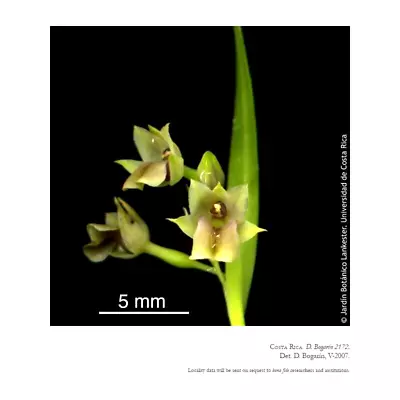 Scaphyglottis Acostaei Orchid Species • $19.50