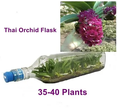 Thai Orchid Flask Elephant Plai 35-40 Plants Flower Young Plant Free Phyto • £142.80