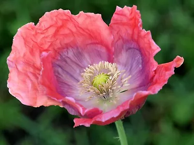 POPPY THE GIANT MIX COLOR GIANT SEED PODS Huge Blooms Baking Non-GMO 100+ Seeds! • $0.99