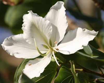 $4.89 • Buy White Orchid Tree Seeds Bauhinia Veriegata Alba Flowering Fragrant Tree