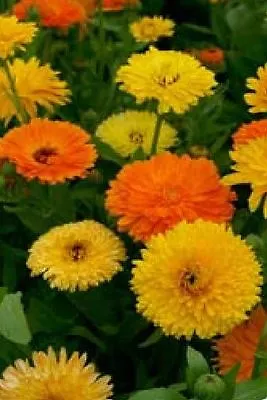 Flower - Calendula Officinalis - Pacific Beauty Mix - Pot Marigold - 1000 Seeds • £1.15