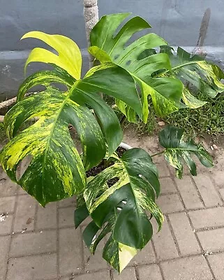 Variegated Monstera Albo Aurea Plant 2 Live Cuttings Rooted 100% Fresh Nodes • $14.29