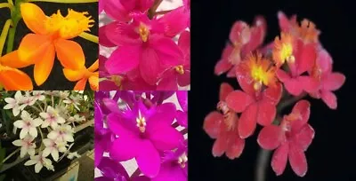 $45 • Buy Orchid Plant 0388. Epidendrum Mericlones X 5 Nice Plants In 50mm Pots