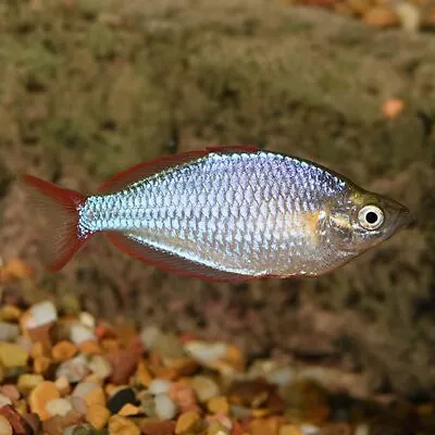 🔥 Neon Dwarf Rainbow - Peaceful Fresh Water Aquarium Live Fish • £14.95