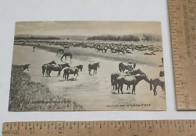 A HOT NOON AT THE ROUND UP - Horses - © 1907 L A HUFFMAN - POST CARD - #3686 • $10.06