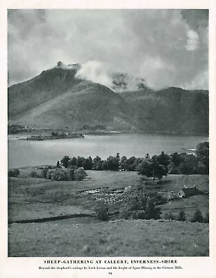 Sheep Gathering At Callert Loch Leven Vintage Picture Old Print 1950 CLPBOB2#94 • $4.34
