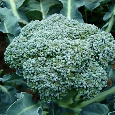 BROCCOLI Di Ciccio Early 300 Seeds HEIRLOOM Vegetable  Autumn Winter Spring • $3.60