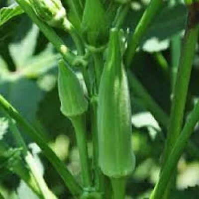 CLEMSON SPINELESS OKRA SEEDS Heirloom Non GMO Ladys Finger Seeds Okra Seeds • $2