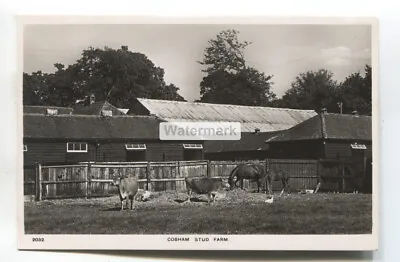 Cobham Stud Farm - Horses Cattle - C1950's Surrey Real Photo Postcard • £0.99