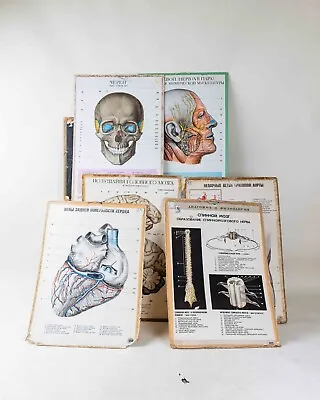 Vintage USSR 7 Pieces Anatomical Large Posters Cardboard Educational Medical  • $300.99