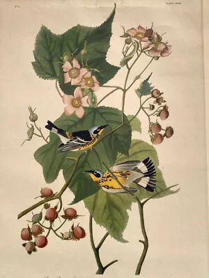 Vintage AUDUBON Magnolia Black & Yellow Warbler No. 25 Lithograph Print • $125