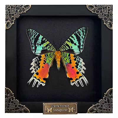 Vintage Butterfly Collection Frames Taxidermy Bug Exquisite Entomology Artwork • $54