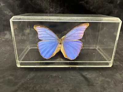 Blue Morpho Butterfly Taxidermy Iridescent Specimen In Acrylic Box • $35
