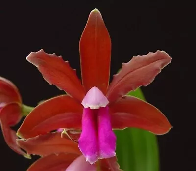 Species Orchid - Cattleya Bicolor Var. Brasiliensis • $29