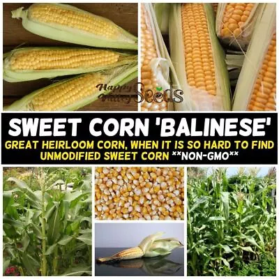 CORN SWEET Balinese 25 Seeds - 1kg OPEN-POLLINATED Vegetable Garden WARM SEASON • $289.99