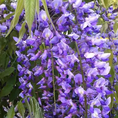 £8.99 • Buy Wisteria Sinensis|Chinese Wisteria | 9cm Potted Plant