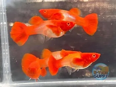 5 PAIRS - Live Aquarium Guppy Fish High Quality - Albino Koi Red Ears • $96.76