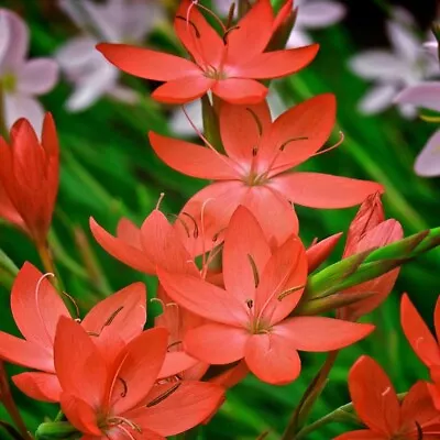 Hesperantha Coccinea 'Major' (formerly Schizostylis) Kaffir Lily • £6.99