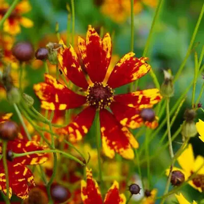 Coreopsis RADIANA TIGRINA Dwarf 12  Deer/Rabbit Resistant Non-GMO 200 Seeds • $3.78